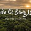 Vườn Cò Bằng Lăng - Du lịch Cần Thơ 3 ngày 2 đêm